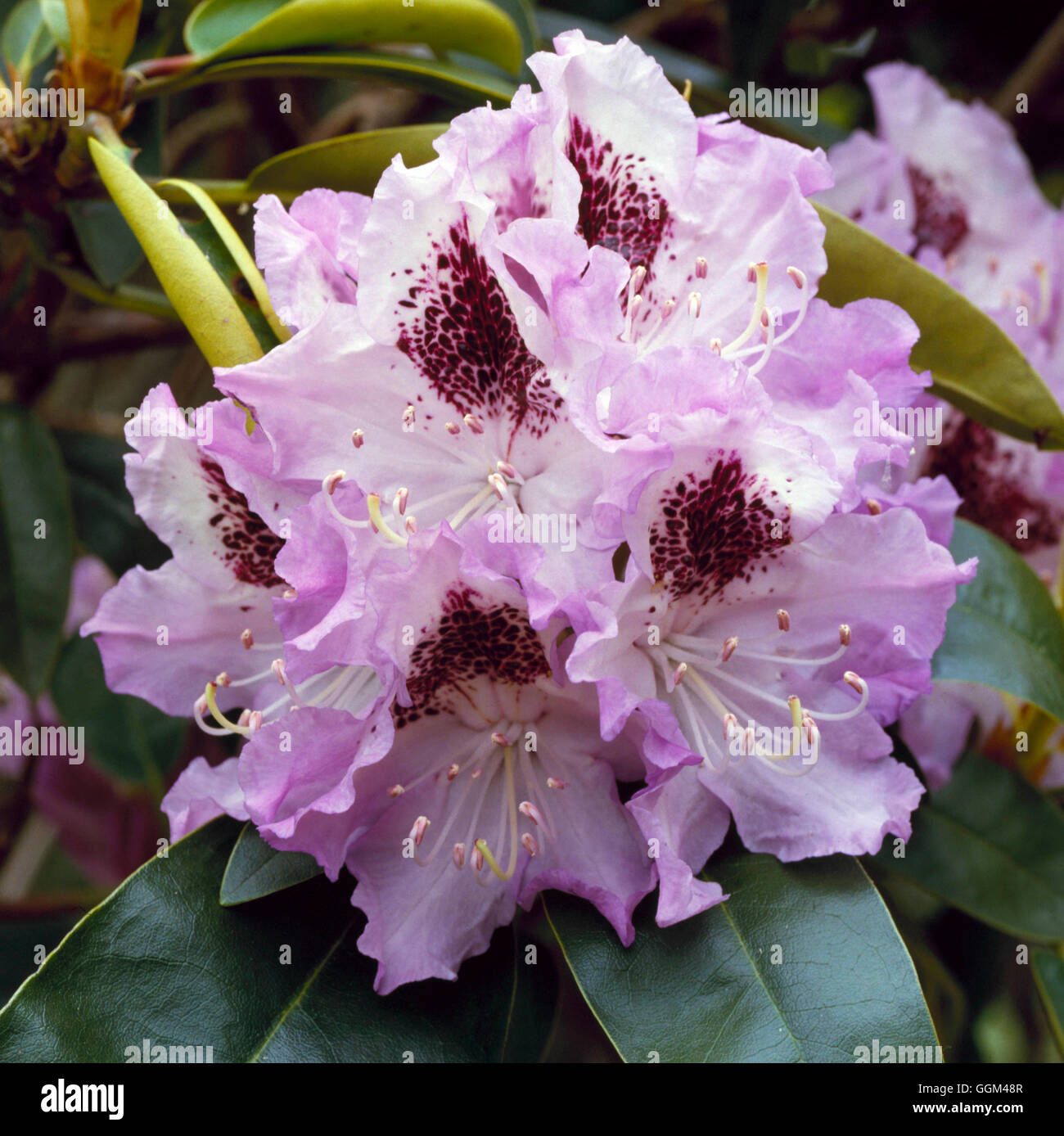 Rhododendron - `Blue Peter' AGM   RHO010235 Stock Photo